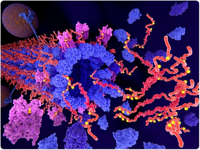 Pathological phosphorylation (yellow) of Tau proteins (red-orange) by kinases (violet) leads to disintegration of microtubuli in an axon and to aggregation of the tau proteins. Image Credit: Juan Gaertner