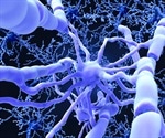 Study sheds light on myelin's role in 'chemobrain' and multiple sclerosis