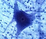 What are Glial Cells?