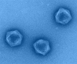 Giant viruses may possess the tools of metabolism in their genome