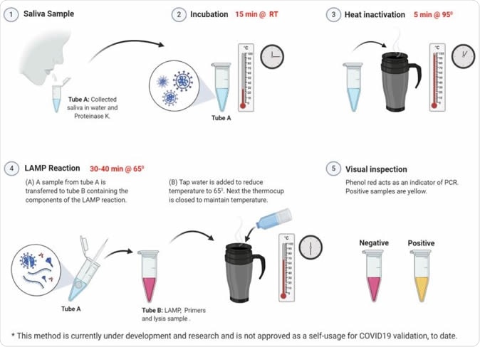 Applying the RT-LAMP protocol on saliva samples. RT-LAMP tests on saliva from 4 volunteers. Each tube represents one tested volunteer. Results of