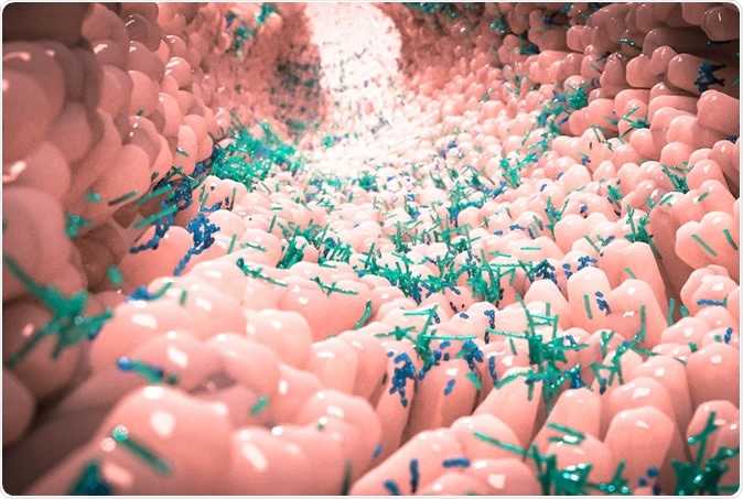Study: SARS-CoV-2 Productively Infects Human Gut Enterocytes. Microbiome in human gut. Image Credit: Alpha Tauri 3D Graphics / Shutterstock