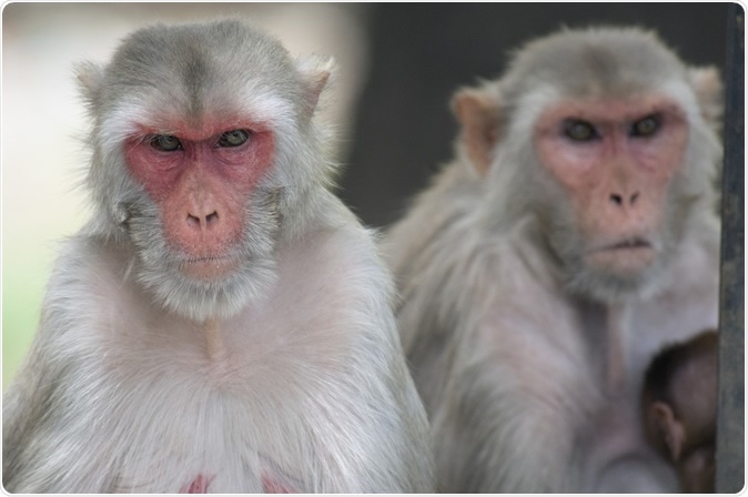 Rhesus Monkeys. Image Credit: Jeannette Katzir / Shutterstock