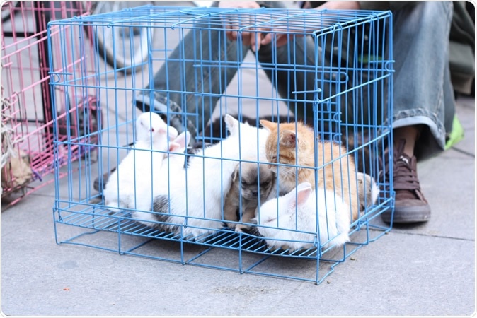 Small animals, rabbit, kitten, puppy, sharing a cage. Image Credit: Epov Dmitry / Shutterstock