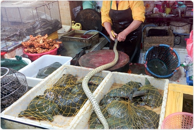 GUANGZHOU, CHINA - Chinese snake and reptiles market. Image Credit: tostphoto / Shutterstock