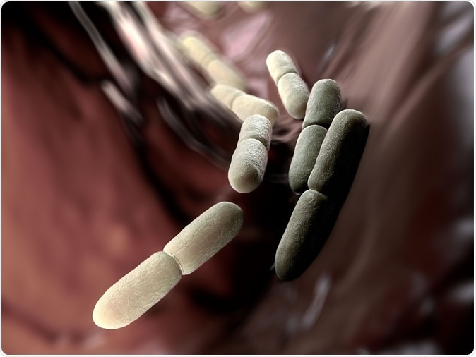 3d illustration - Lactobacillus Bulgaricus Bacteria / Shutterstock.com