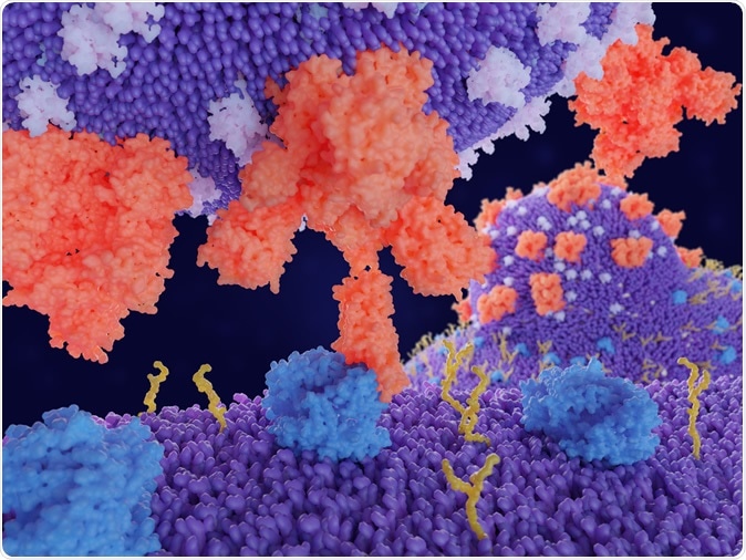 Binding of the coronavirus spike protein(red) to an ACE2 receptor (blue) on a human cell leads to the penetration of the virus in the cell, as depicted in the background. 3d rendering. Image Credit: PDB 3sci / Shutterstock