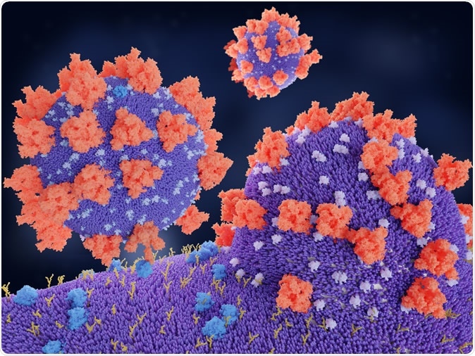 Coronaviruses penetrating in human cell. Binding of the coronavirus spike protein(red) to an ACE2 receptor (blue) leads to the penetration of the virus in the cell. 3d rendering. Image Credit: Juan Gaertner / Shutterstock