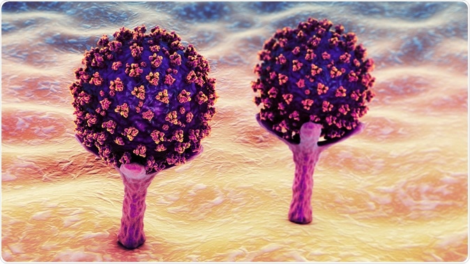 SARS-CoV-2 viruses are binding to ACE-2 receptors on a human cell, the initial stage of COVID-19 infection. Conceptual 3D illustration credit: Kateryna Kon / Shutterstock
