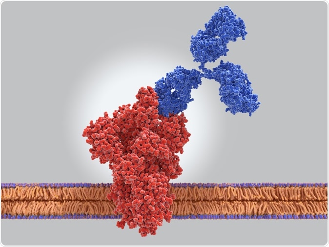 Theoretical antibody binding to the spike (S) protein of the coronavirus SARS-CoV-2. Image Credit: Juan Gaertner / Shutterstock