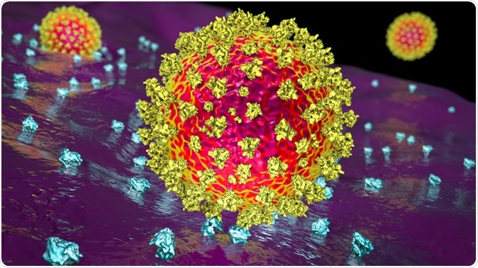 SARS-CoV-2 virus binding to ACE2 receptors on a human cell, the initial stage of COVID-19 infection, scientifically accurate 3D Illustration Credit: Kateryna Kon / Shutterstock