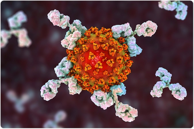 Antibodies attacking SARS-CoV-2 virus, the conceptual 3D illustration for COVID-19 treatment, diagnosis and prevention. Image Credit: Kateryna Kon / Shutterstock