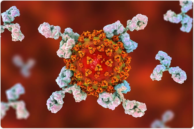 Antibodies attacking SARS-CoV-2 virus, the conceptual 3D illustration. Image Credit: Kateryna Kon / Shutterstock