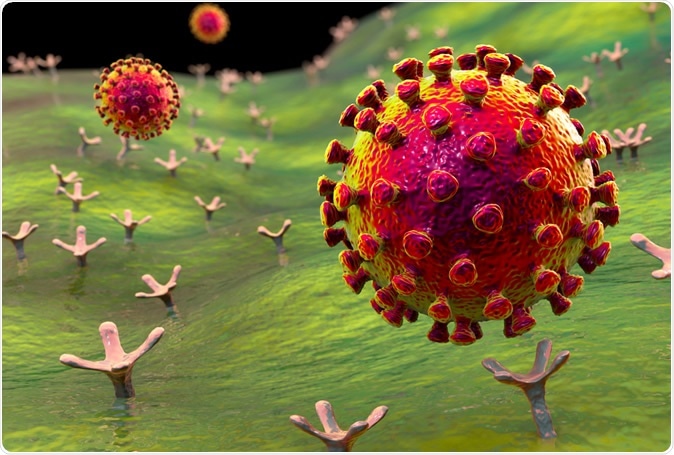 SARS-CoV-2 viruses binding to ACE-2 receptors on a human cell, the initial stage of COVID-19 infection, conceptual 3D illustration credit: Kateryna Kon / Shutterstock