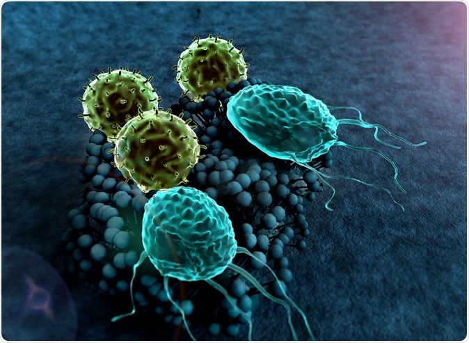 os T-linfócitos atacam uma colônia dos fungos. Crédito de imagem: UGREEN 3S/Shutterstock