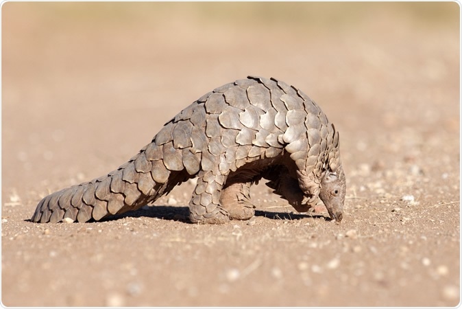 A Pangolin hunting for ants. Image Credit: 2630ben / Shutterstock