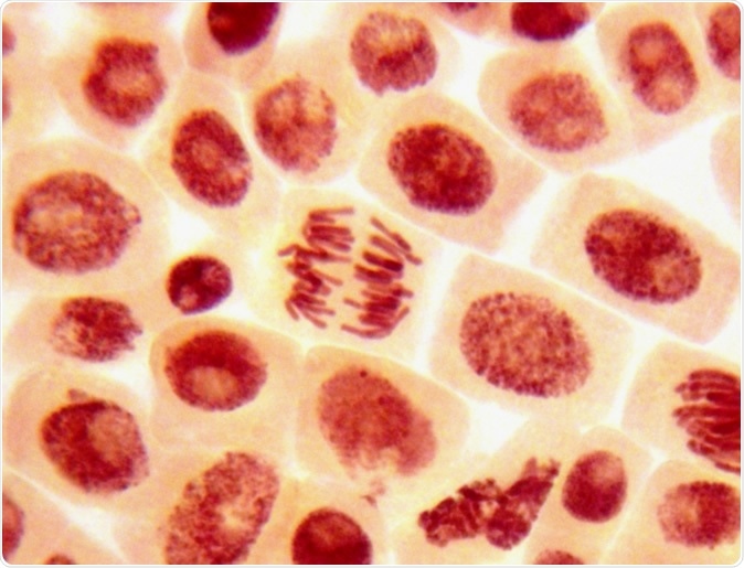 Stem cells. Image Credit: Dimarion / Shutterstock
