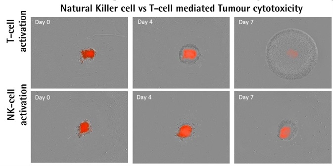 Activator-dependent tumor cytotoxicity