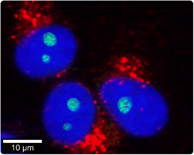 Correlative Raman - fluorescence microscopy image of eukaryotic cells. Nuclei were stained with DAPI (blue). Endoplasmic reticulum (red) and nucleoli (green) were identified by their Raman signals.