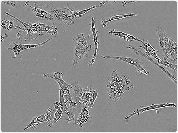 Axol IPSC-derived microglia.