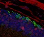 Researchers restore sight in mice by turning skin cells into light-sensing eye cells
