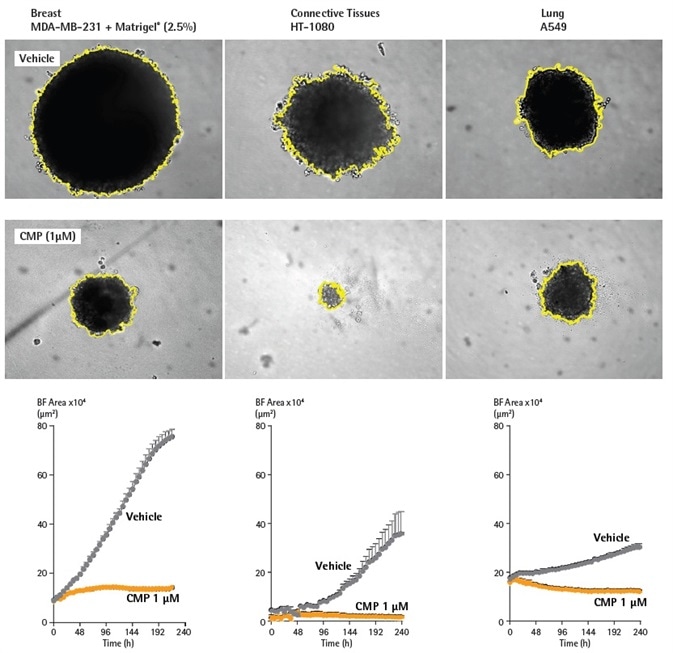 BF analysis enables accurate kinetic quantification of spheroids. The differential pharmacological effect of 1 µM CMP on growth of MDA-MB-231, HT-1080 and A549 cells in a 3D spheroid assay. Cells were grown in ULA round-bottom 96-well plates (2,500 cells per well) for 72 h and treatment with ± 1 µM CMP followed. Segmented Brightfield images compare treated vs. untreated conditions at 240 h. Time courses illustrate the specific cell type-dependent kinetic profile of spheroid growth and shrinkage. The graphs display the Largest Brightfield Object area (µm2) (y-axis) over the course of a 240 h assay (x-axis) at 6 h intervals. All images captured at 10X magnification. Each data point represents mean ±SEM,