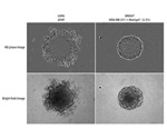 Label-Free Real-Time Live-Cell Spheroid Assays