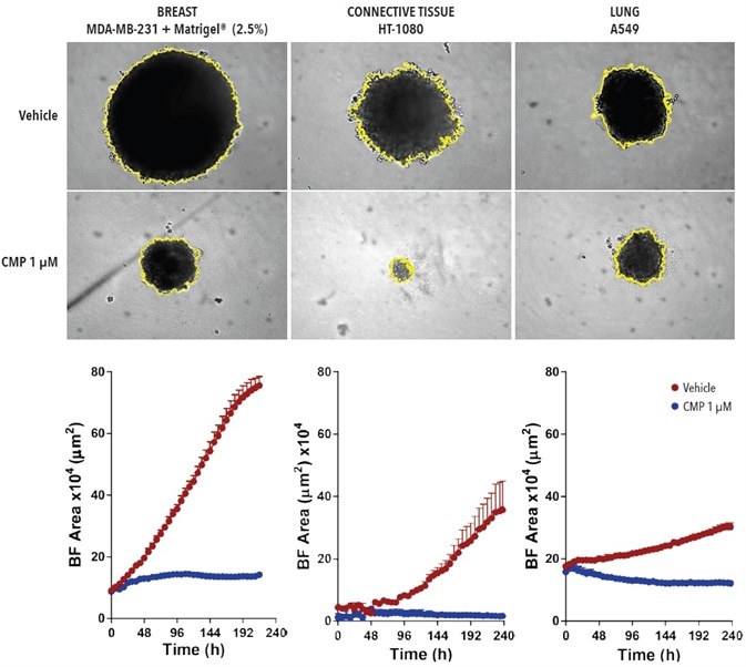 BF analysis enables accurate kinetic quantification of spheroids. The differential pharmacological effect of 1 µM CMP on growth of MDA-MB-231, HT-1080 and A549 cells in a spheroid assay. Cells were grown in ULA roundbottom 96- well plates (2,500 cells per well) for 72-hours and treatment with ± 1 µM CMP followed. Segmented BF images compare treated vs. un-treated conditions at 240-hours. Time-courses illustrate the specific cell type-dependent kinetic profile of spheroid growth and shrinkage. The graphs display the Largest BF Object area (µm2) (y-axis) over the course of a 240-hour assay (x-axis) at 6-hour intervals. All images captured at 10x magnification. Each data point represents mean ±SEM,