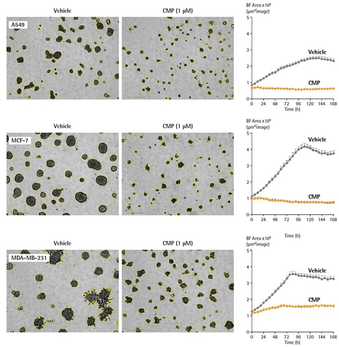 Quantification of cell-type dependent kinetic growth profiles of A549, MCF-7 and MDA-MB-231 spheroids using real time analysis. Cells were seeded in flat bottom 96-well plates (2,000 cells/well) on a bed of Matrigel and spheroids allowed to form (72 h). Spheroids were treated with either vehicle (0.1% DMSO) or CMP (1 µM). Segmented (yellow outline) DF-Brightfield images compare vehicle or CMP treated conditions at 168 h. Morphological differences are shown between round (A549, MCF-7) and stellate (MDA-MB-231) spheroids. Time courses show the individual well Total Brightfield Object Area (µm2) (y-axis) over 168 h and illustrate cell type specific kinetic growth profiles. Data were collected over 168 h period at 6 h intervals. All images captured at 10x magnification. Each data point represents mean ± SEM,