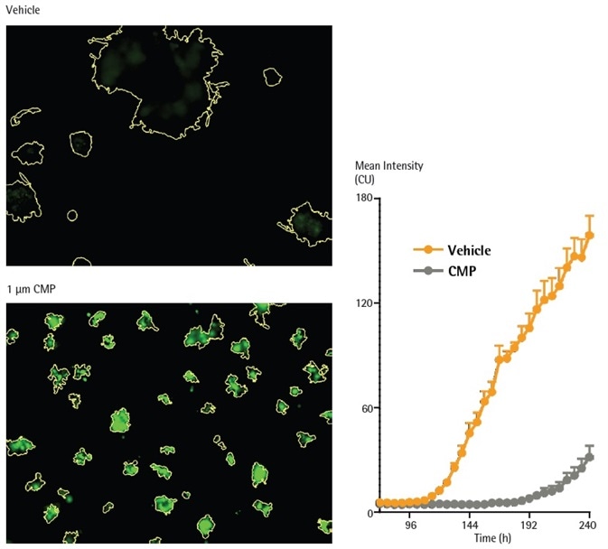 CMP induces loss of viability in MDA-MB-231 in 3D spheroid assay, as reported by IncuCyte Cytotox Green reagent. MDA-MB-231 cells were seeded in the presence of IncuCyte Cytotox Green reagent (250 nM) in flat bottom 96-well plates (1,000 cells/well, on a bed of Matrigel) and spheroids allowed to form (72h). Spheroids were treated with CMP (10 µM) or vehicle (0.1% DMSO). Fluorescent images compare vehicle or CMP treated conditions at 240 h (Brightfield outline mask shown in yellow). Time course shows loss of viability (increase in IncuCyte Cytotox Green fluorescence intensity).
