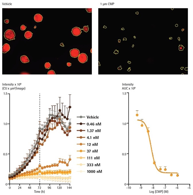 Analysis of spheroids expressing fluorescent proteins enables determination of concentration-dependent spheroid viability over time. MCF-7 cells were seeded in flat bottom 96-well plates (1,000 cells/well) on a bed of Matrigel and spheroids allowed to form (72h). Representative images taken at 144 h show a strong red fluorescent signal in a vehicle (0.1% DMSO) treated spheroids and a marked loss of red fluorescence in CMP treated spheroids. The yellow boundary in the images represents the Brightfield mask outline. Monitoring the integrated intensity from within the Brightfield boundary highlights increasing fluorescence under vehicle control conditions corresponding to the growth of the spheroid. Upon treatment with CMP (0.4 nM – 1 µM), a concentration dependent reduction in integrated fluorescence is observed, with abolishment of fluorescence with the highest concentration tested after 144 h.