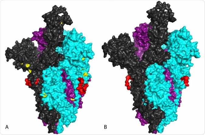 A space filled model of the wild type SARS-CoV-2 S glycoprotein in a trimeric form using the sequence of a) the native or b) spike deletant virus, in which the aa’s 679NSPRRARSV687 have been replaced with Ile. The model was built using a cryo-EM structure (6VSB.pdb) of the S glycoprotein in the prefusion form (25). Each of the monomers is coloured differently. The loop containing the furin cleavage site (or the shortened loop in the deleted version in b) is indicated in red. The positions of phosphorylation sites identified by mass spectrometry and surface located were mapped on the native structure and shown in yellow in a).