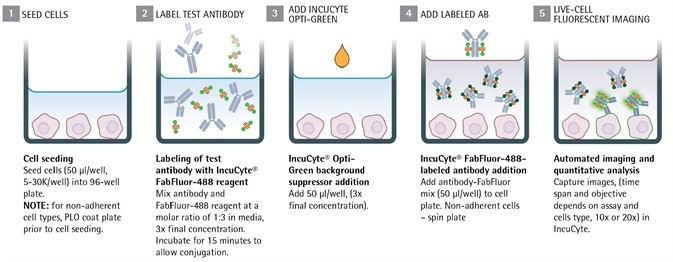 IncuCyte® system for continuous live-cell analysis: Methodology