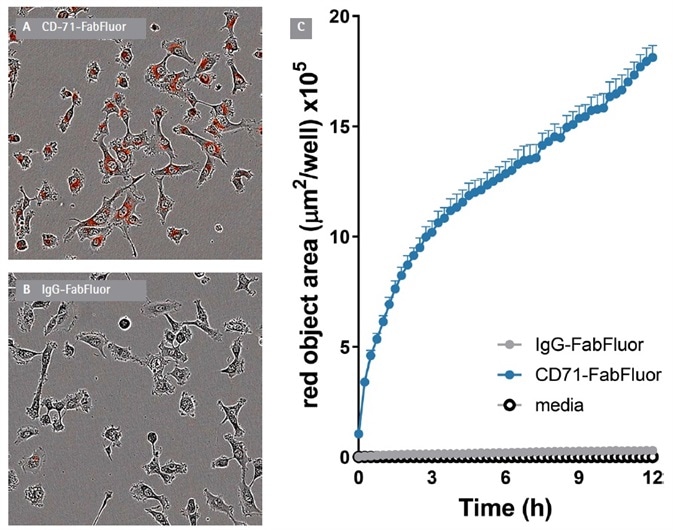 Internalization of IncuCyte® FabFluor labeled α-CD71 in HT1080 cells. T1080 cells were treated with either IncuCyte® FabFluor labeled α-CD71 or IgG1 isotype control (4 μg/mL), HD phase and red fluorescence images (10x) were captured every 15 min over 12 h. Images of cells treated with FabFluor-α-CD71 display red, cytosolic fluorescence (A). Cells treated with labeled isotype control display no cellular fluorescence (B). Time course data shows a rapid increase in red object area over time in cells treated with labeled α-CD71 but not with isotype control (C). Images shown taken at 6 h post treatment, data shown as mean of 3 wells ± SEM.
