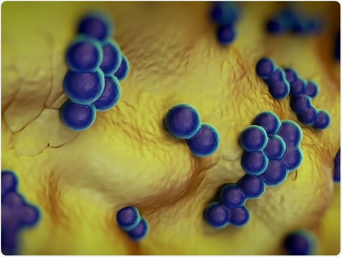 Methicillin-resistant Staphylococcus aureus (MRSA) - 3d rendering. Image Credit: Shutterstock
