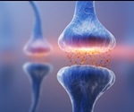 Sex Differences in Postsynaptic Density