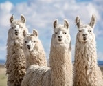 Antibody produced by llamas shows promise against SARS-CoV-2