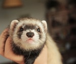 Cats, ferrets more vulnerable to COVID-19 than dogs