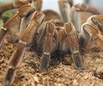Tarantula venom could be used as a potent pain reliever