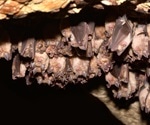 Continual surveillance of natural bats for emerging viruses is needed
