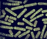 Sewage study finds link between rates of sepsis in UK and presence of E. coli in the community