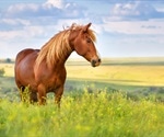 Gut microbiome communicates with horse’s cells to enhance their athletic performance