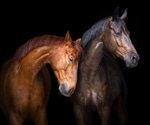 Psychotherapist offering equine-assisted psychotherapy