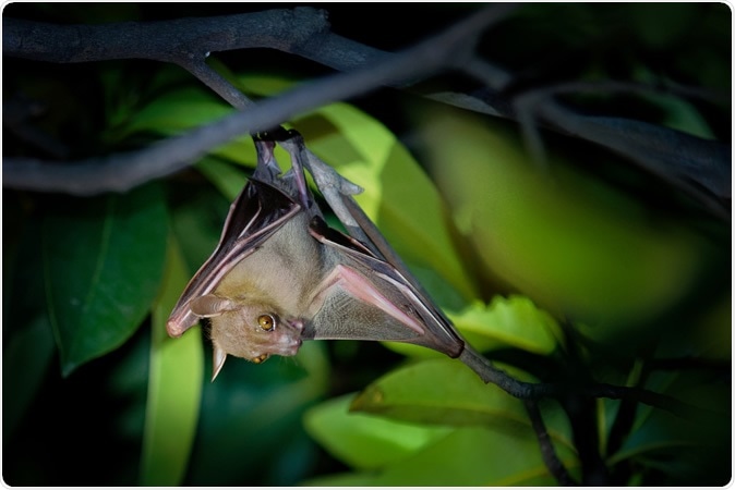 Lesser Short-nosed Fruit Bat - Cynopterus brachyotis species of megabat within the family Pteropodidae. Image Credit: Martin Pelanek / Shutterstock