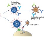 Ferritin heavy chain protein shows promise as a potential SARS-CoV-2 vaccine or antiviral