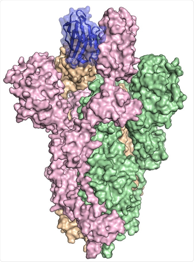 Inspired by a special kind of antibody produced by llamas, researchers created a synthetic antibody dubbed VHH-72Fc (blue) that binds tightly to the spike protein on SARS-CoV-2 (pink, green and orange), blocking the virus from infecting cells in culture. The spike protein structure was discovered by part of the same research team and published in the journal Science on February 19, 2020. Image credit: University of Texas at Austin.