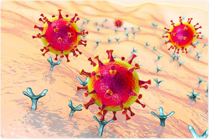 SARS-CoV-2 viruses binding to ACE-2 receptors on a human cell, the initial stage of COVID-19 infection, conceptual 3D illustration Credit: Kateryna Kon / Shutterstock