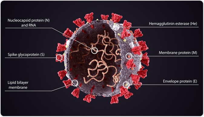 3D diagram of severe acute respiratory syndrome coronavirus 2 (SARS-CoV-2) structure. Image Credit: Orpheus FX / Shutterstock