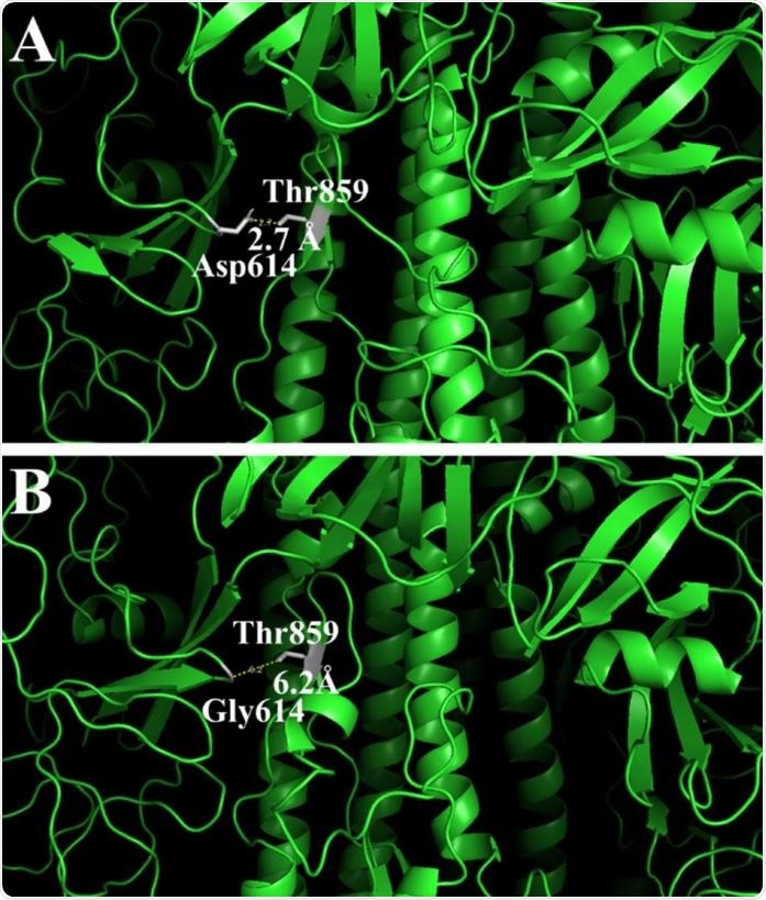 Changes in the 3-D structure of the S-protein in the original (A) and mutant (B) proteins. The pictures show amino acid residues on 20Å distance from Asp614 (A) or Gly614 (B) and their distance to Thr859.