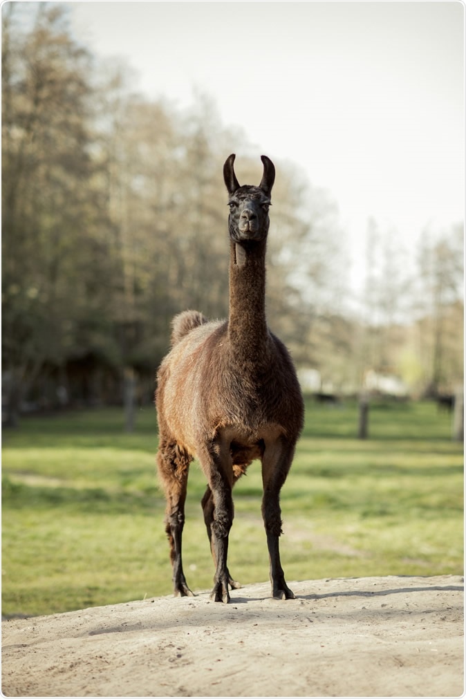 Scientists were inspired by antibodies produced by this llama, named Winter, to develop their antibody against SARS-CoV-2. Winter is four years old and still living on a farm in the Belgian countryside operated by Ghent University’s Vlaams Institute for Biotechnology. Photo credit: Tim Coppens.